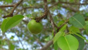 manchineel_apple.jpg.653x0_q80_crop-smart